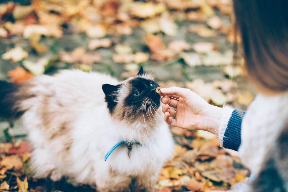 pet sitting services near me for cats